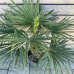 Trachycarpus fortunei (Palma konopná)  - kont. C25L, výška kmeňa 40-50 cm, celková výška 130-150 cm (-17°C) 